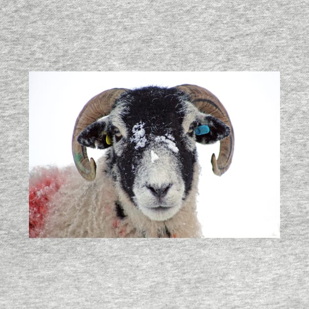 Swaledale Ewe in Snow by Furtographic